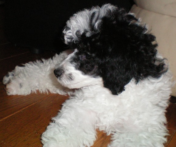 mini parti poodle for sale