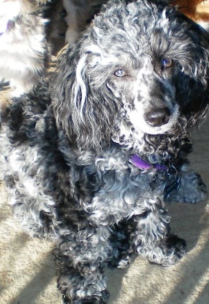 blue merle toy poodle